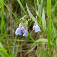 Lance-Leaved Chiming Bells Flower