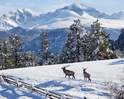 Elk in Snow 