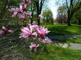 Sonnenberg Gardens - Magnolia With Arboretum Finger Lakes NY 