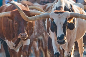 the herd