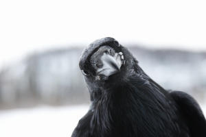 Raven