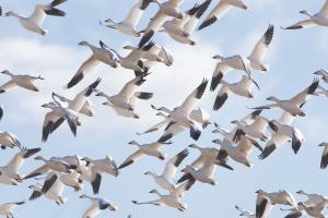 Bombay Hook Bird Flock
