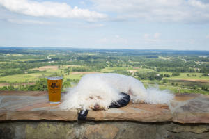 Dirt Farm Brewing