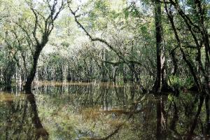 The Everglades -- River of Grass