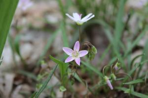The Spring Beauty flower at Charlestown State Park