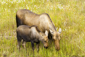 Mother moose and calf - Michael DeYoung