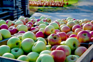 Fall Apple Orchard in Allen County