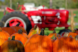 Pumpkin Patch in Allen County