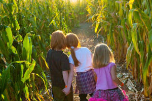 Amazing Fall Fun Corn Maze in DeKalb County