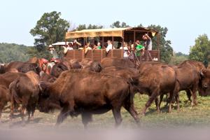 Wild Winds Buffalo Preserve in Steuben County