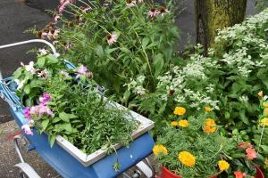 Brooklyn Botanic Garden - Greenest Block contest