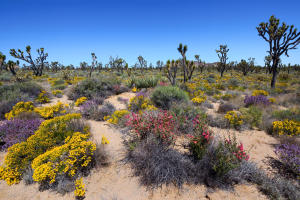 joshua tree california
