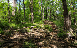 Green Forest Of Charlestown State Park