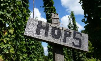 hops growing at GCVM