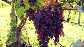wine grapes on the vine