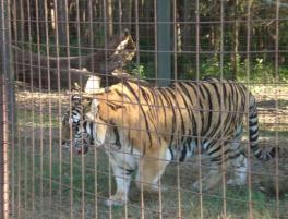 Big Cat Rescue Big Cat Rescue