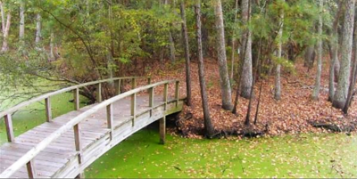 Wooden Bridge at Nag Heads Woods