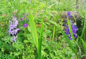 ​Dwarf Larkspur flower at the Charlestown State Park
