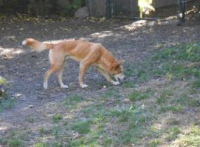 One of the dingoes exploring at the Zoo.
