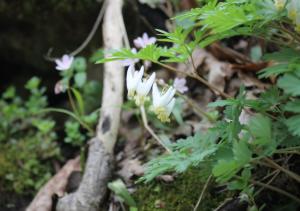 Dutchmans Breeches flower at Charlestown State Park