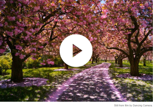 Brooklyn Botanic Garden Offers Virtual Walk Though Cherry Blossoms