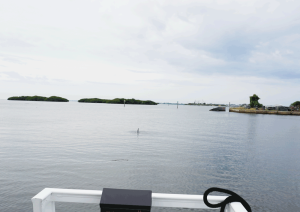 Dolphin fin during Gasparilla Boat Tours excursion