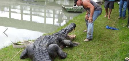 Beaumont's Big Texas: Alligator