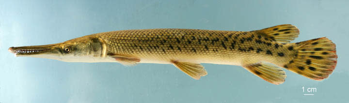 Gar Fish