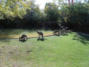 The Fort Wayne Children's Zoo has a number of eastern grey kangaroos that like to hop around the Australian Adventure park.