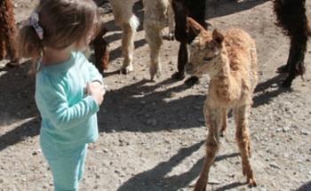 Montrose Alpaca Farm Baby Alpaca with Child