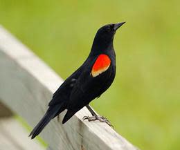Birding Mason Neck State Park & Elizabeth Hartwell National Wildlife Refuge