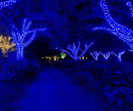 Meadowlark's Winter Walk of Lights Go Towards The Light(s)