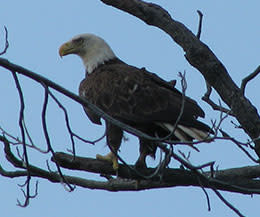 Mason Neck State Park: Eagle