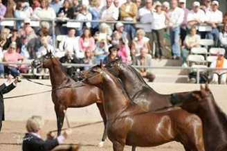 Az Horse Fair 2022
