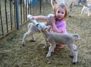 lambs-300x219.jpg