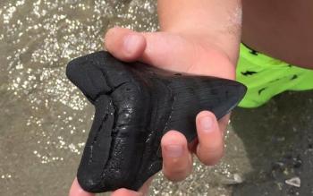 Giant Shark Tooth found in Myrtle Beach