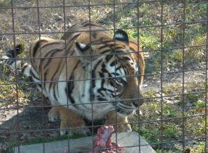Big Cat Big Cat