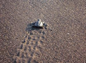 Sea Turtle on sandy Carolina Beach