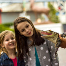 zooamerica-alligator-family-fun