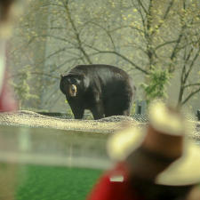 zooamerica-black-bear