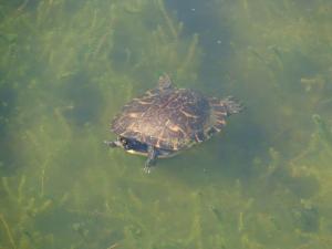 Turtle along the Creole Nature Trail