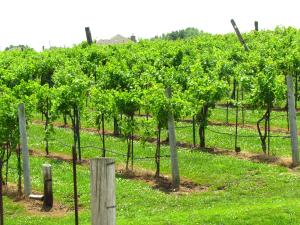 Rowe Ridge vineyard - Mature Traveler blog