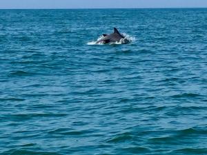 dolphin watch cruise in Myrtle Beach