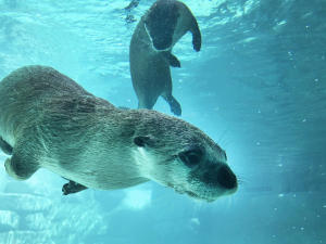 ABQ BioPark Aquarium Otters