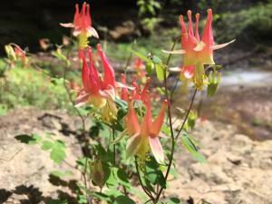 Wild Columbine Aquilegia Canadensis Flower found along the bluff on Charlestown State Park