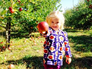 Little girl apple picking with her family at Paulus Orchards