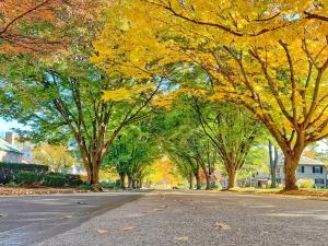 Fall Foliage lights up the trees along a residential street in Carlisle, PA.