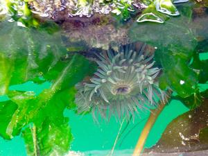 Anemone.jpg