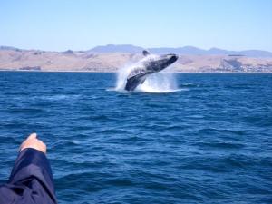 Whale breaching off the Morro Bay coast_photo credit subsea tours_web.JPG