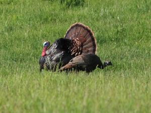 Turkey Hunting